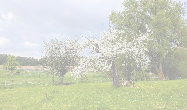 Streuobstwiese